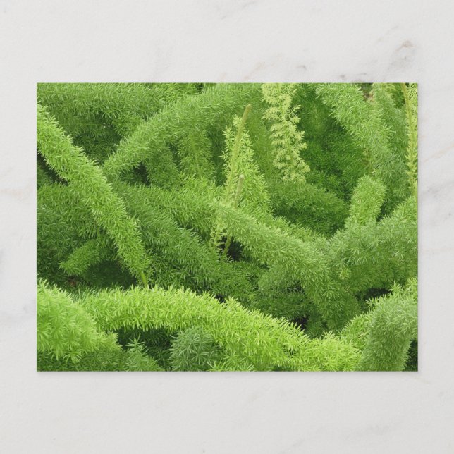 Carte Postale Fougère queue de renard, Asparagus densiflorus mye (Devant)