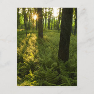 Carte Postale Fougères dans la forêt à Grafton, Massachusetts.