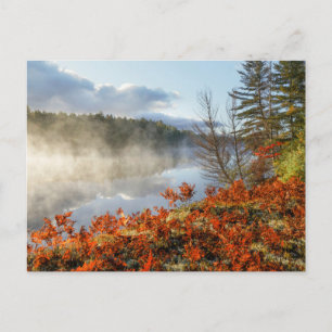 Carte Postale Fougères sur le rivage   Paradis, Michigan