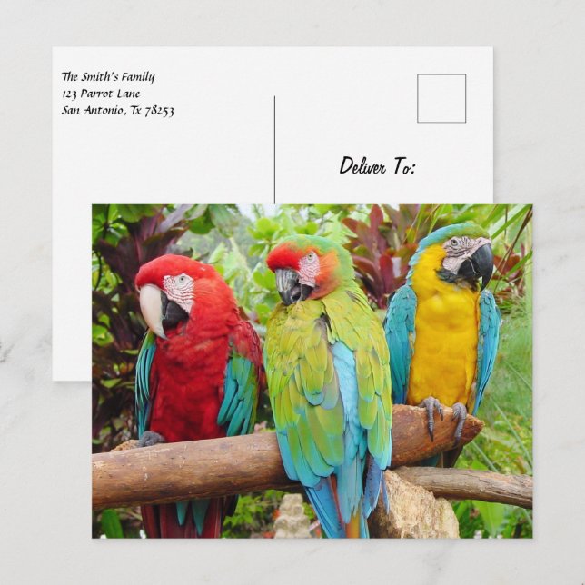 Carte Postale Foule de perroquets macaw colorés (Devant / Derrière)