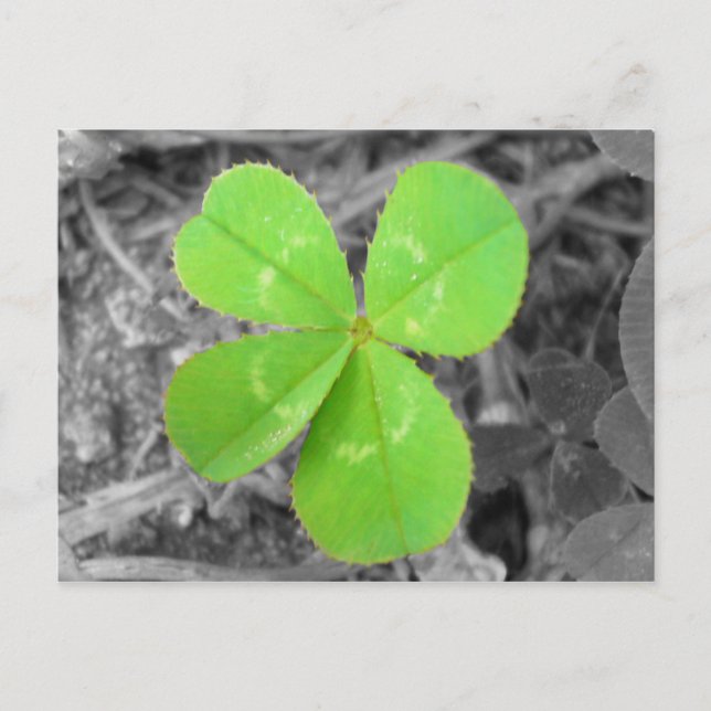 Carte Postale Four Leaf Clover Postcard - Black & White & Green (Devant)