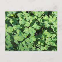 four leaf clovers Postcard