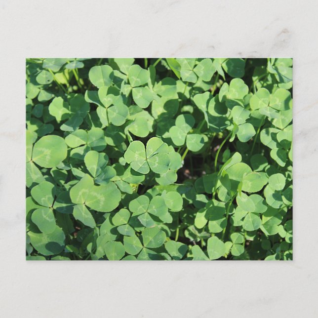 Carte Postale  four leaf clovers Postcard (Devant)