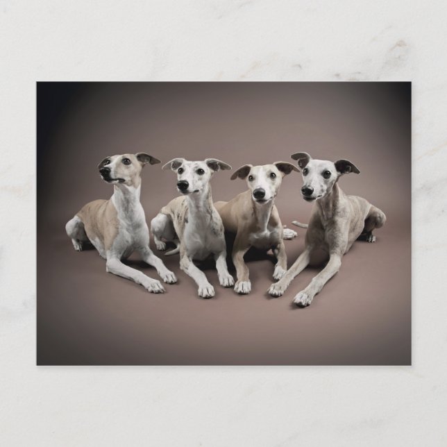 Carte Postale Four whippets (Devant)