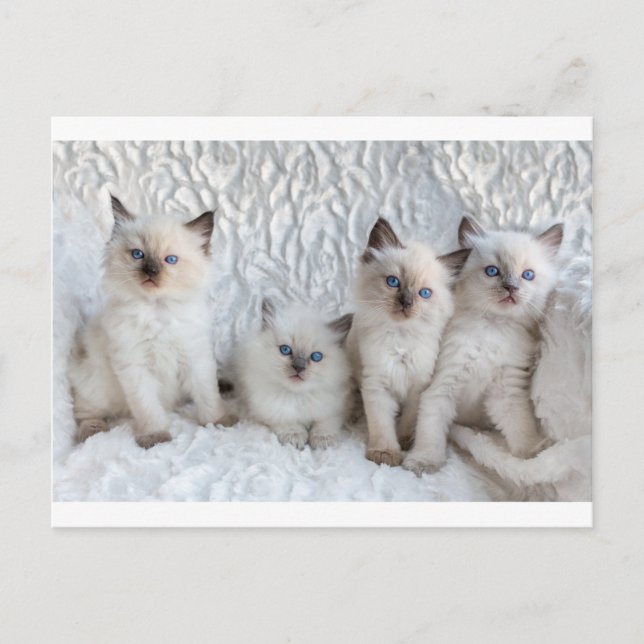 Carte Postale Four Young Ragdoll cats sitting in a row (Devant)