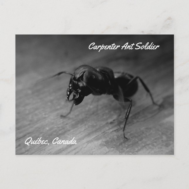 Carte Postale Fourmi charpentière noire soldat posture agressive (Devant)