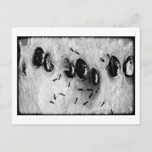 Carte Postale fourmis de surf (Devant)