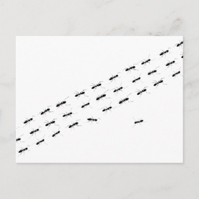 Carte Postale Fourmis indépendantes (Devant)