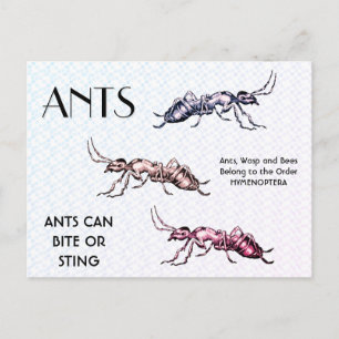Carte Postale Fourmis Insectes Bestioles Créatures Rampantes