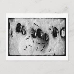 Carte Postale fourmis surfant