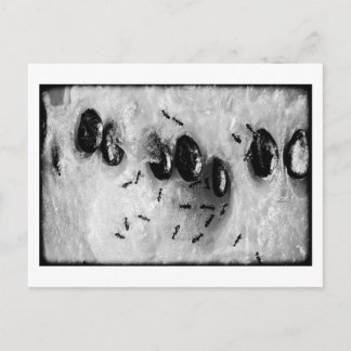 Carte Postale fourmis surfant