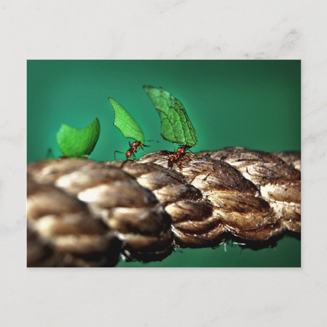 Carte postale fourre-tout (Devant)