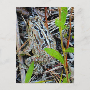 Carte Postale Fowlers Toad Postcard