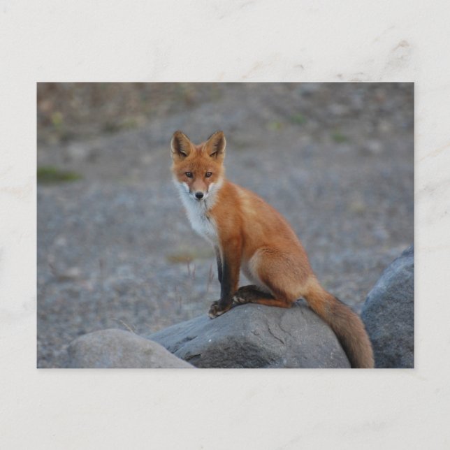 Carte Postale Fox (Devant)