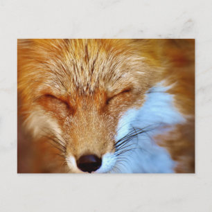 Carte Postale Fox