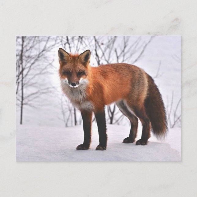 Carte Postale Fox (Devant)