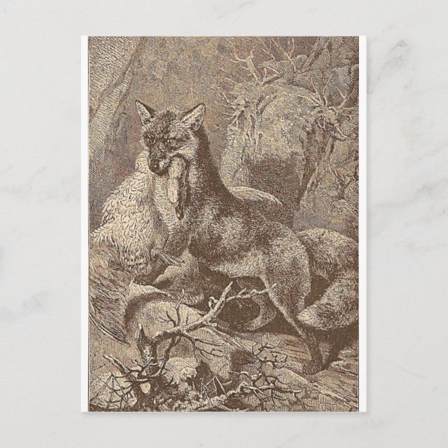 Carte Postale Fox Avec Sa Mort (Devant)