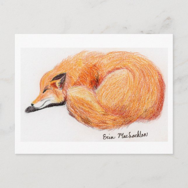 Carte postale Fox couchage (Devant)