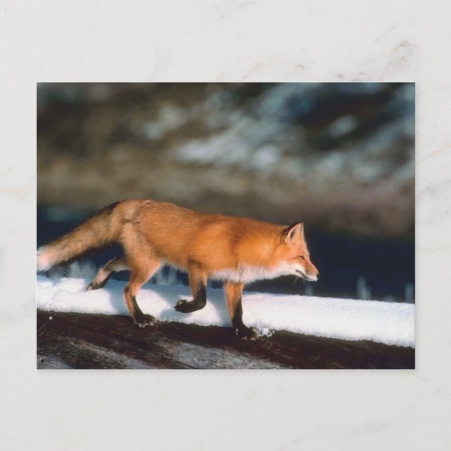 Carte Postale Fox Coule En Neige (Devant)