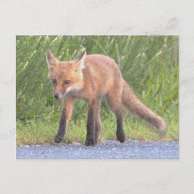 Carte postale Fox Photo (Devant)