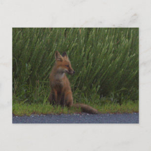 Carte postale Fox Photo