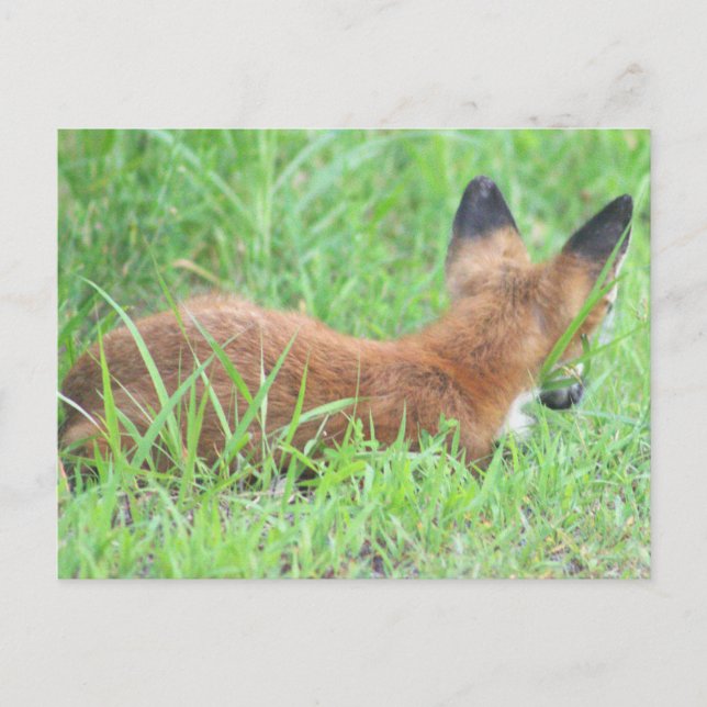 Carte postale Fox Photo (Devant)