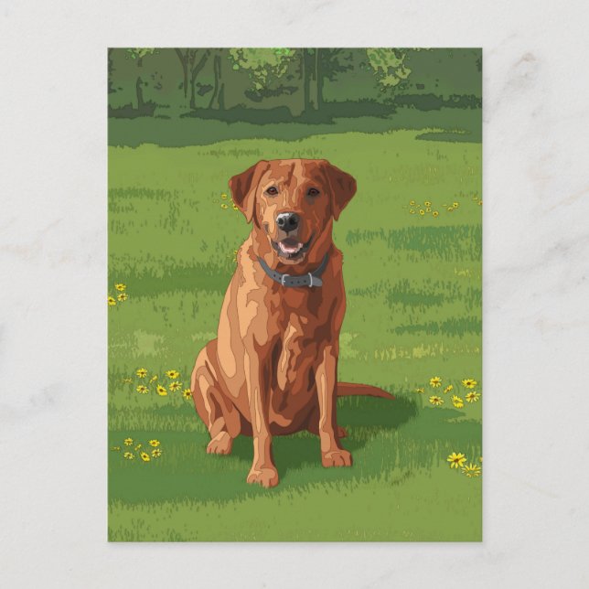 Carte Postale Fox Red Yellow Labrador Retriever Chien (Devant)