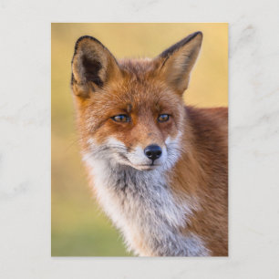 Carte Postale Fox regarde loin