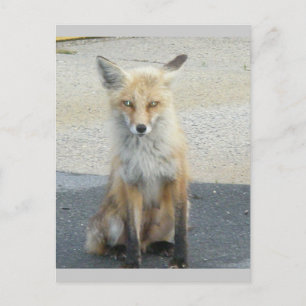 Carte postale Fox "Scooter" IBSP
