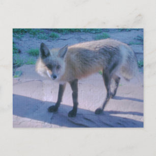Carte Postale Fox sur Porch