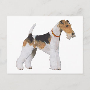 Carte Postale Fox Terrier à poil dur