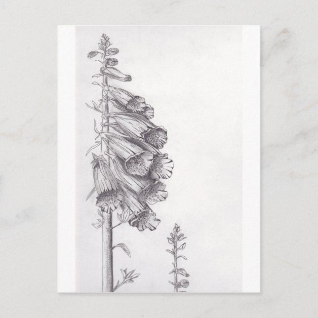 Carte Postale Foxglove (Devant)