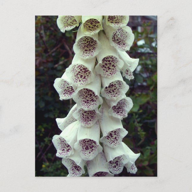 Carte Postale Foxglove blanc (Devant)