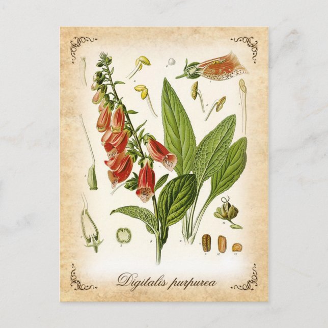 Carte Postale Foxglove commun - illustration vintage (Devant)