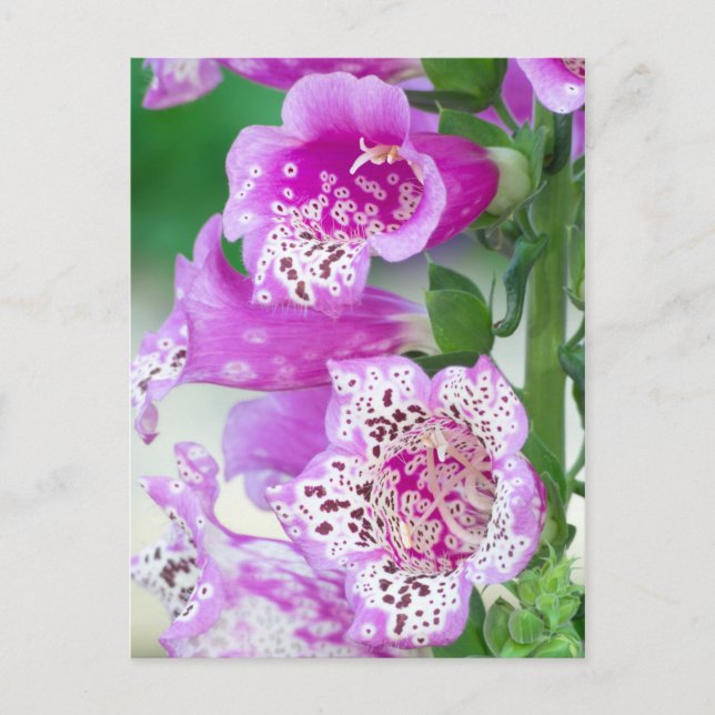 Carte Postale Foxglove violet en pleine floraison (Devant)