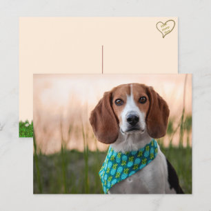 Carte postale Foxhound