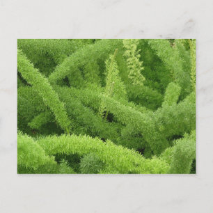 Carte Postale Foxtail Fern, Asparagus densiflorus myers