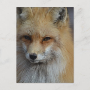 Carte Postale Foxy Fox