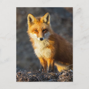 Carte Postale Foxy Stare