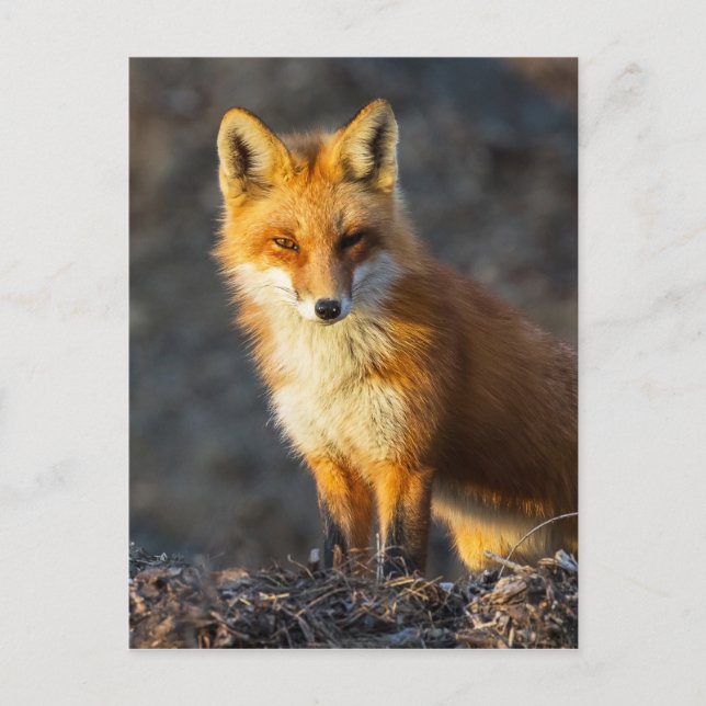Carte Postale Foxy Stare (Devant)