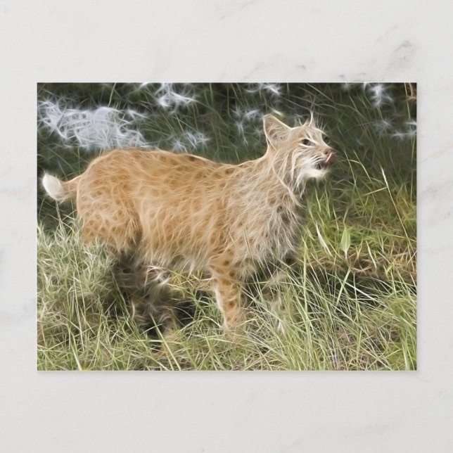 Carte Postale Fractalius Bobcat (Devant)