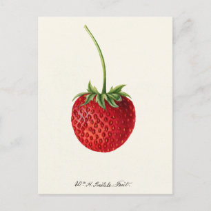 Carte Postale Fragaria (fraise) Peinture à l'aquarelle des fruit
