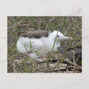 Carte Postale Fragata (frégate, Isla Seymour, Galapa
