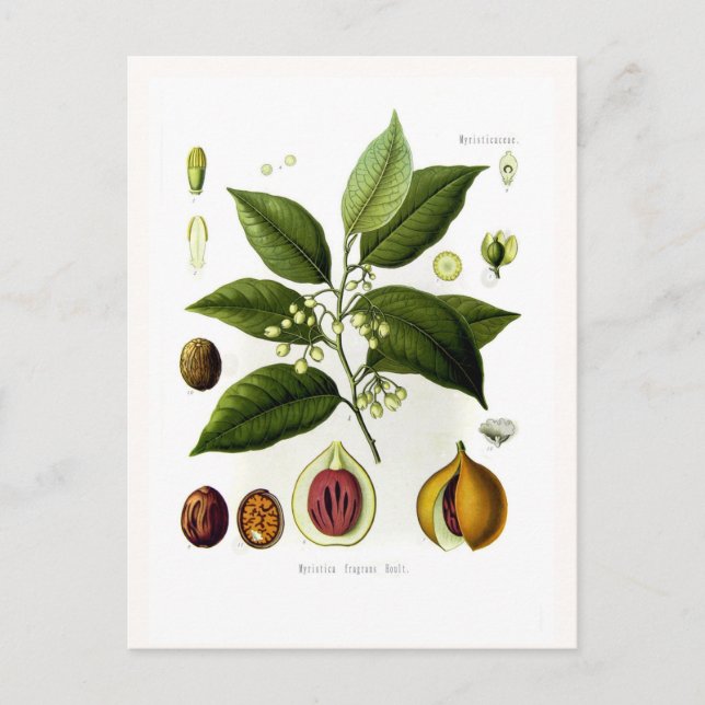 Carte Postale Fragrances myristiques (muscade) (Devant)