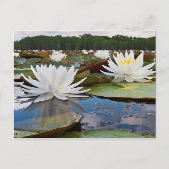 Carte Postale Fragrant Water Lily (Nymphaea Odorata) On Caddo (Devant)