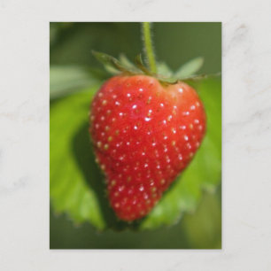Carte Postale Fraise
