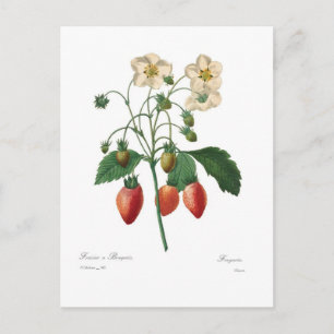 Carte Postale Fraise