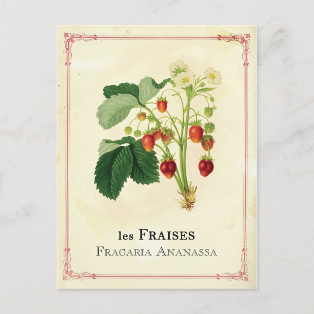 Carte Postale Fraise (Devant)