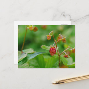 Carte Postale Fraise des bois fraîche verte et rouge Photo de ja
