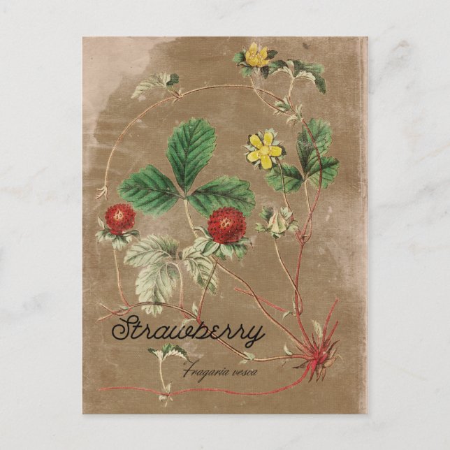 Carte postale Fraise vintage (Devant)